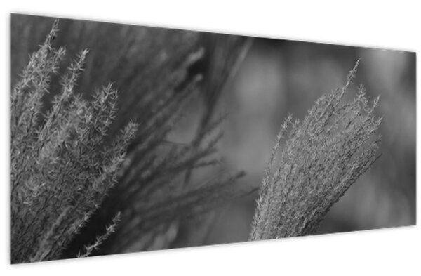 Slika - Osušena pampas trava (120x50 cm)