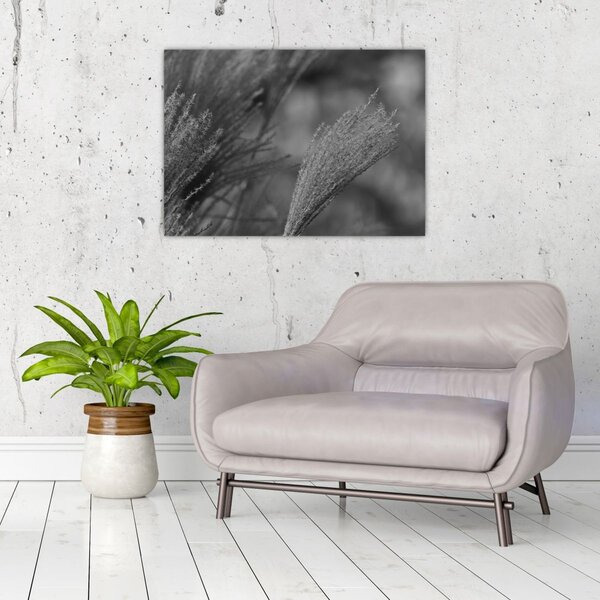 Slika - Osušena pampas trava (70x50 cm)