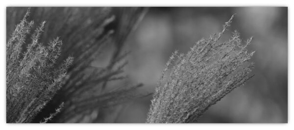 Slika - Osušena pampas trava (120x50 cm)
