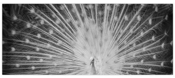 Slika - Bijeli paun (120x50 cm)