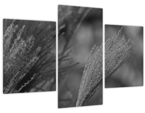 Slika - Osušena pampas trava (90x60 cm)