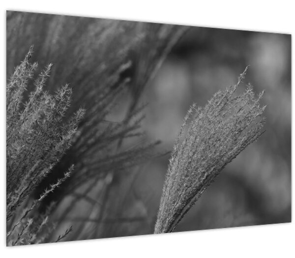 Slika - Osušena pampas trava (90x60 cm)