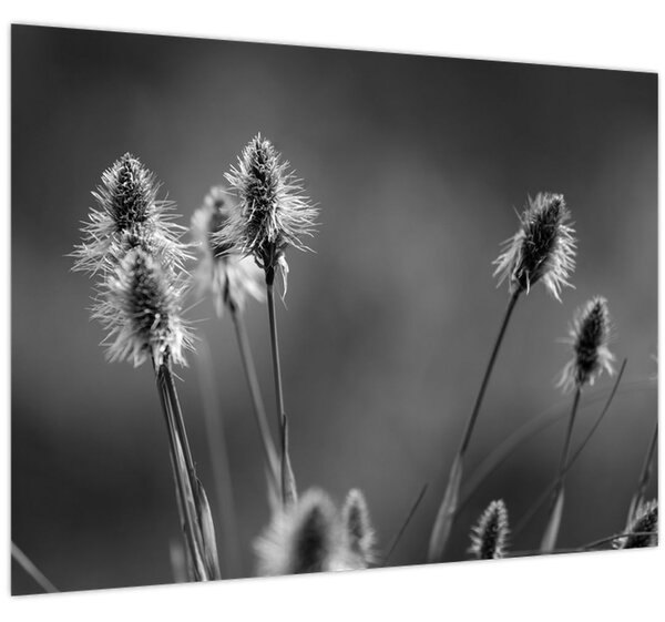 Slika - Bež mekana trava N⁰2 (70x50 cm)