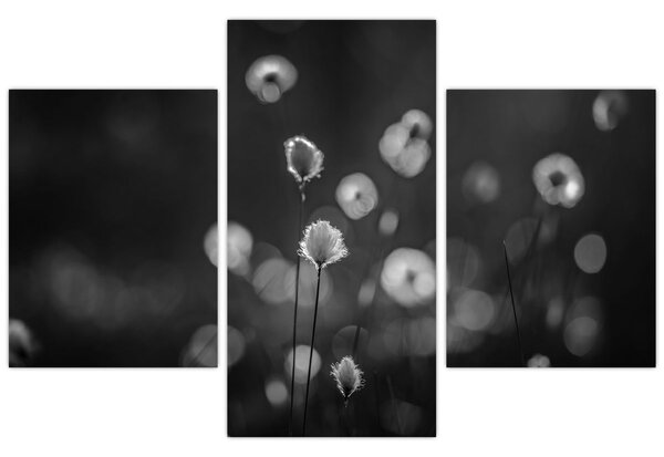 Slika - Cottongras na livadi (90x60 cm)