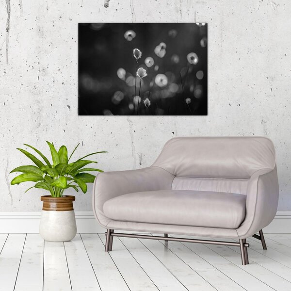 Slika - Cottongras na livadi (70x50 cm)