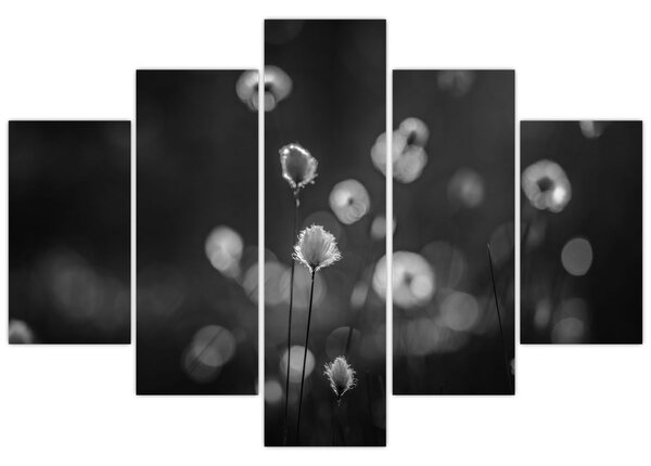 Slika - Cottongras na livadi (150x105 cm)