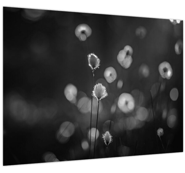 Slika - Cottongras na livadi (70x50 cm)