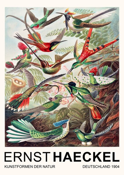 Reprodukcija umjetnosti Trochilidae–Kolibris / Birds (Vintage Academia) - Ernst Haeckel, (30 x 40 cm)