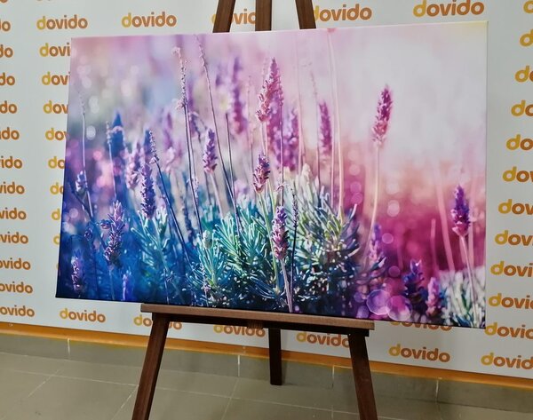 Slika čarobno cvijeće lavande