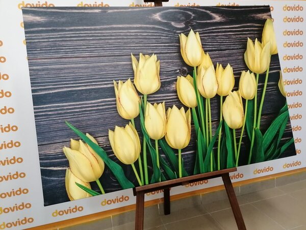Slika čarobni žuti tulipani na drvenoj podlozi