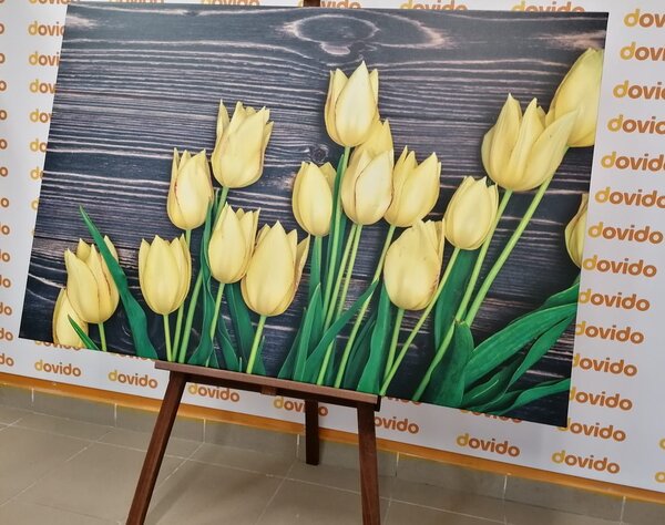Slika čarobni žuti tulipani na drvenoj podlozi
