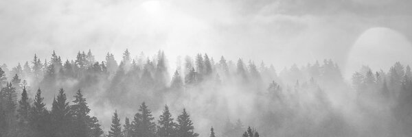Slika magla iznad šume u crno-bijelom dizajnu