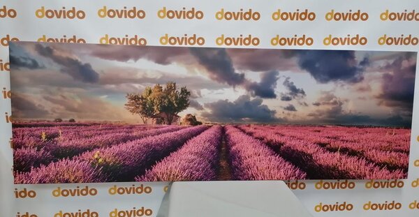 Slika krajolik s poljima lavande