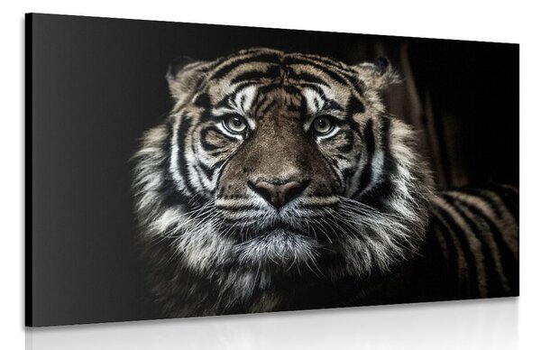 Slika tigar