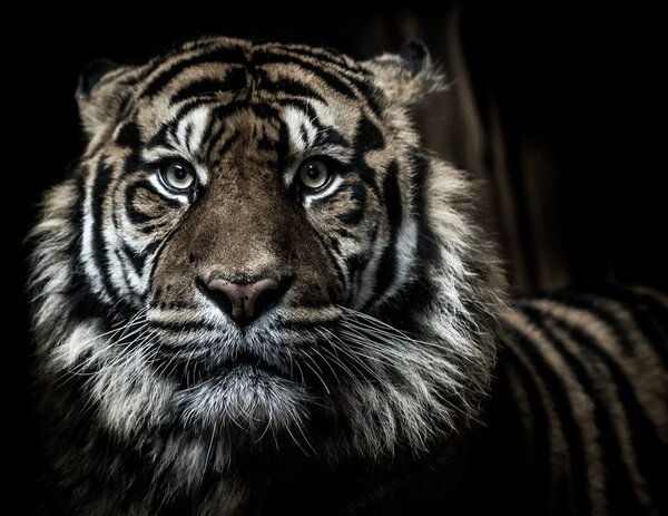 Slika tigar