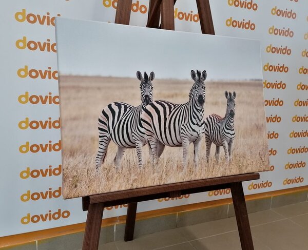 Slika tri zebre u savani
