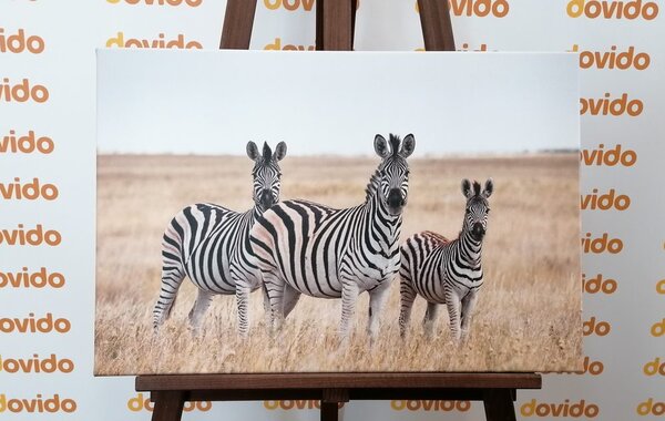 Slika tri zebre u savani