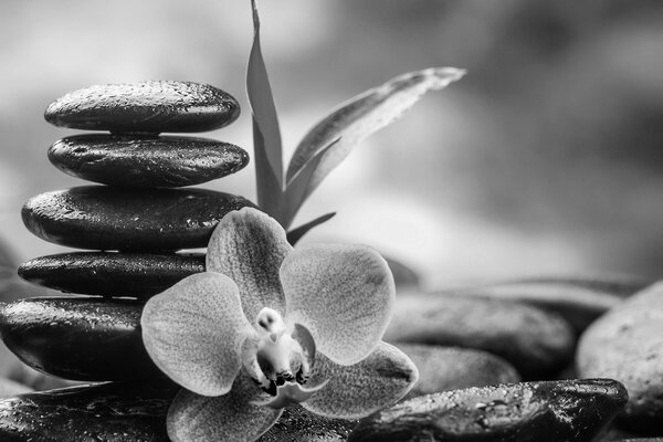 Slika meditacijska Zen kompozicija u crno-bijelom dizajnu