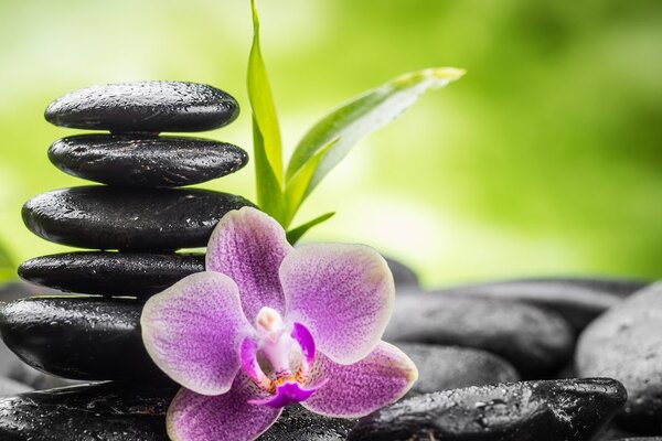 Slika meditacijska Zen kompozicija