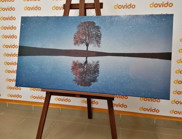 Slika zvjezdano nebo iznad usamljenog stabla