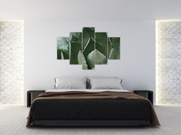 Slika - Zelena agava (150x105 cm)
