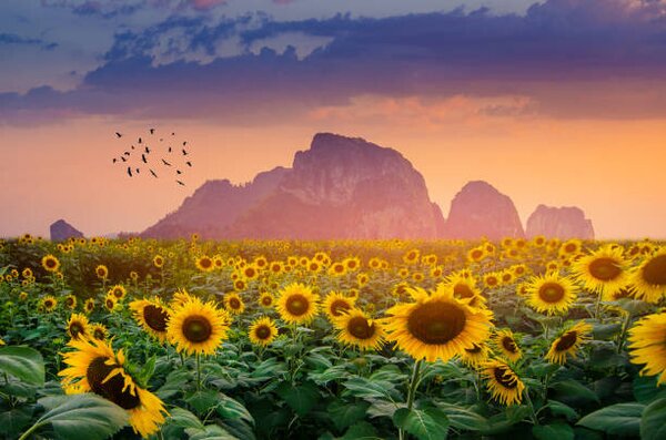 Fotografija Sunflower field with the evening sun, sarayut Thaneerat