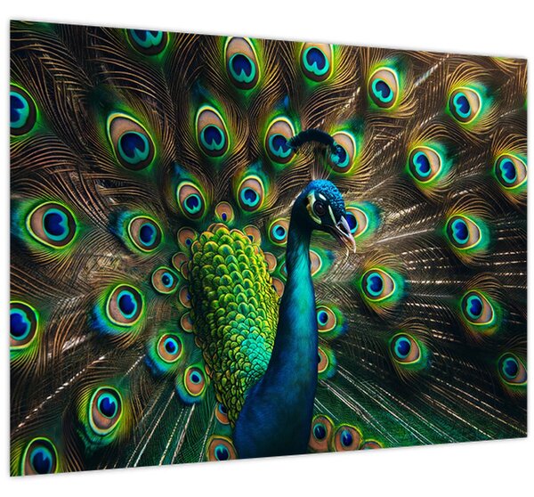 Slika – Paun (70x50 cm)