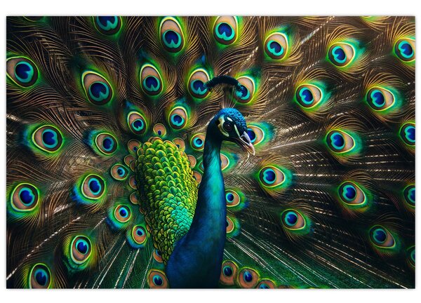 Slika – Paun (90x60 cm)