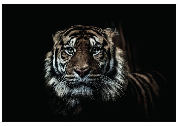 Fototapeta tigar
