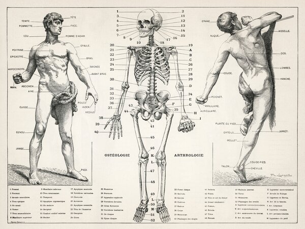 Ilustracija Antique Illustration of the Human Body & Skeleton (Biology), (40 x 30 cm)