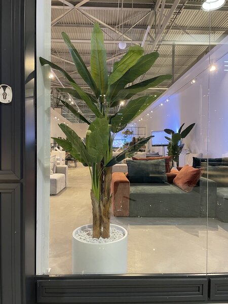 Umjetna banana 200 cm u tegli - 181 - 200 cm